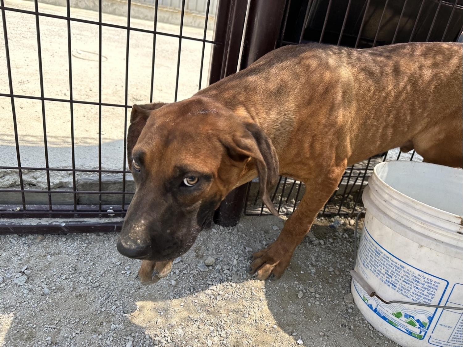 종료(안락사) 도사…