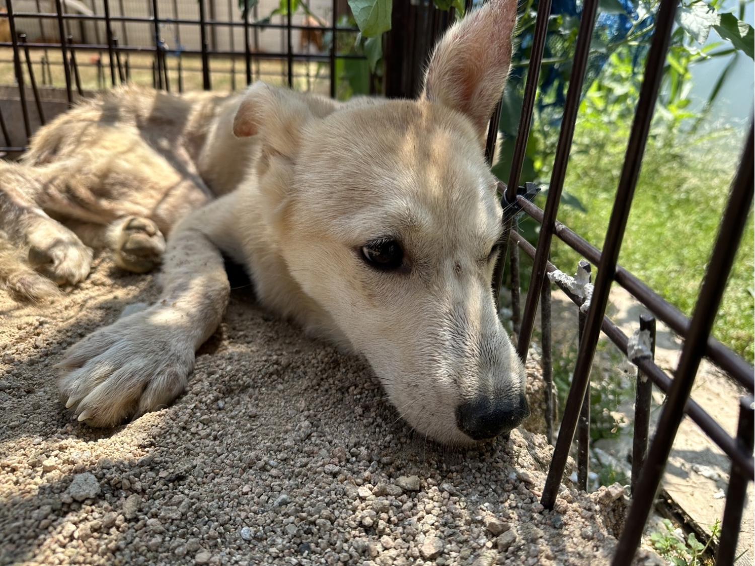 한국야생동물보호협회_441393202301484