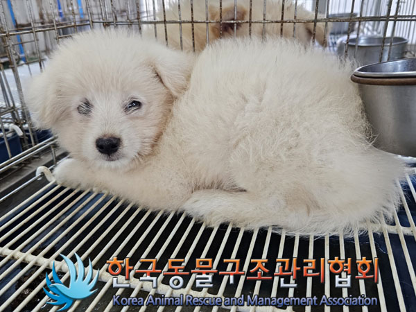 한국동물구조관리협회_441409202301304