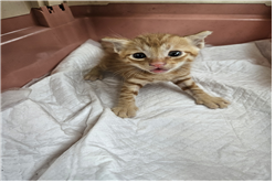 종료(입양) 한국 …