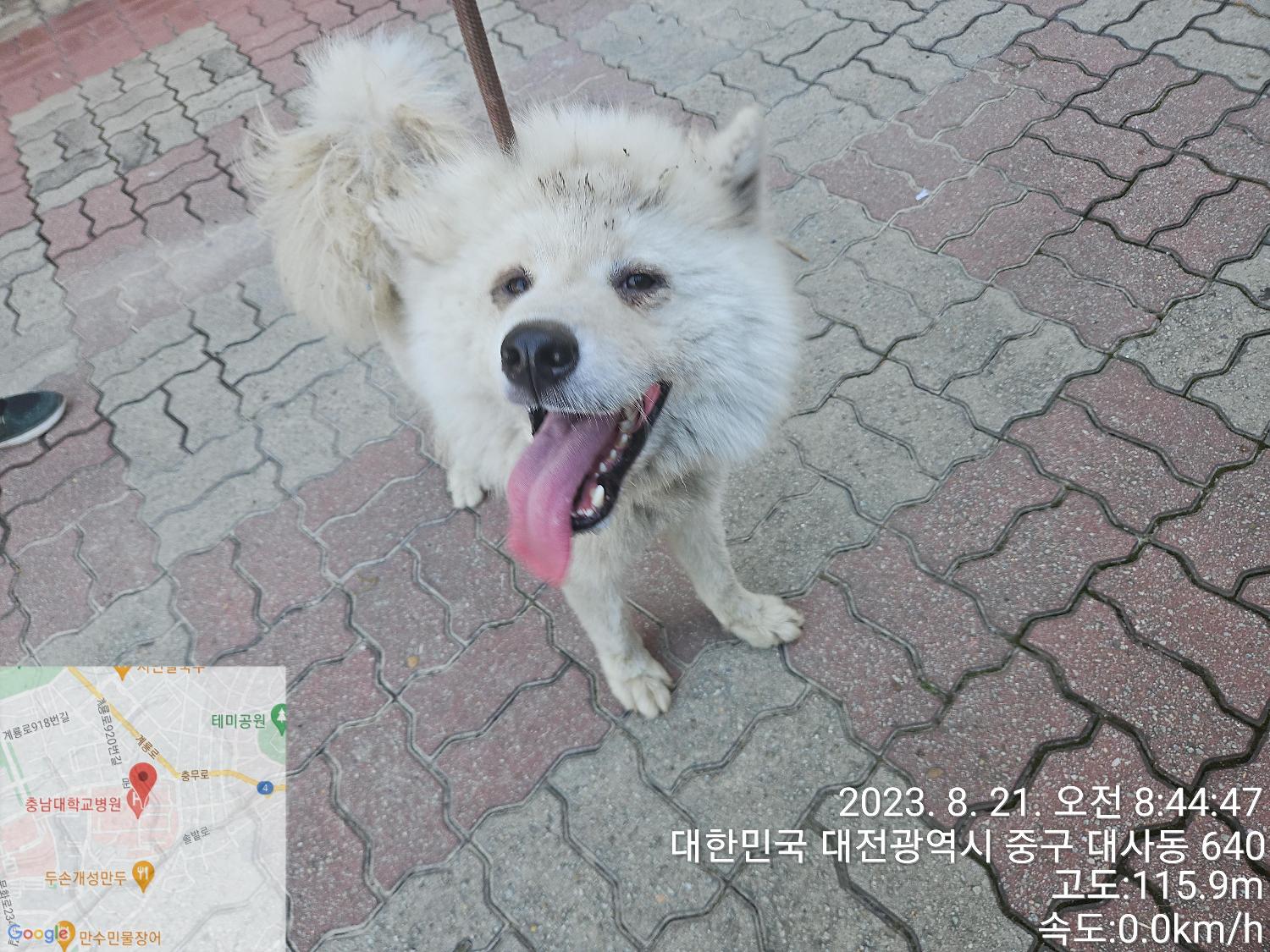 대전동물보호센터_430365202300379