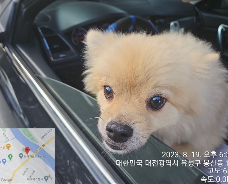 보호중 믹스견의 가…