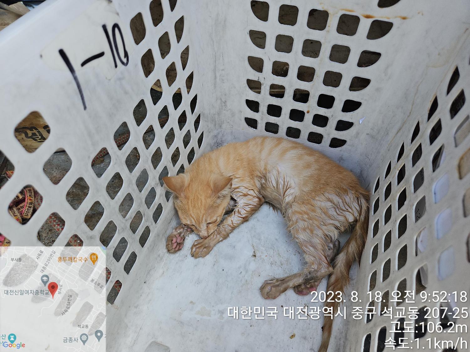 대전동물보호센터_430365202300377