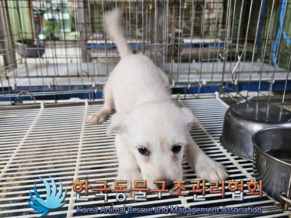 한국동물구조관리협회_441409202301303