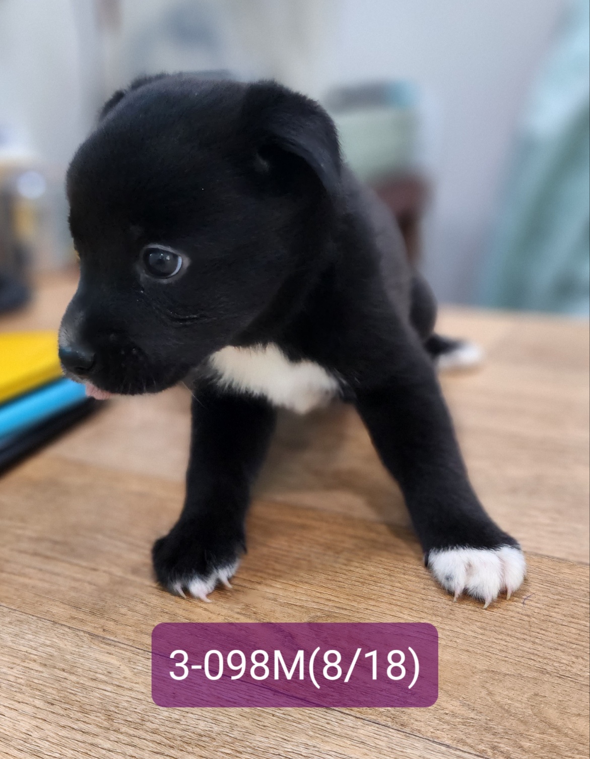 고성군유기동물보호소_448542202301743