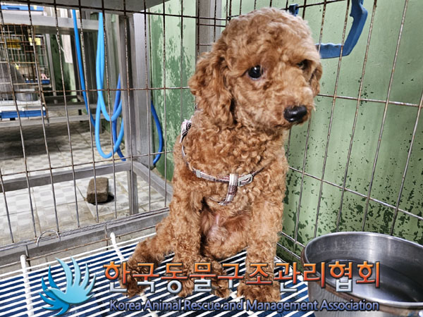 한국동물구조관리협회_441382202300540