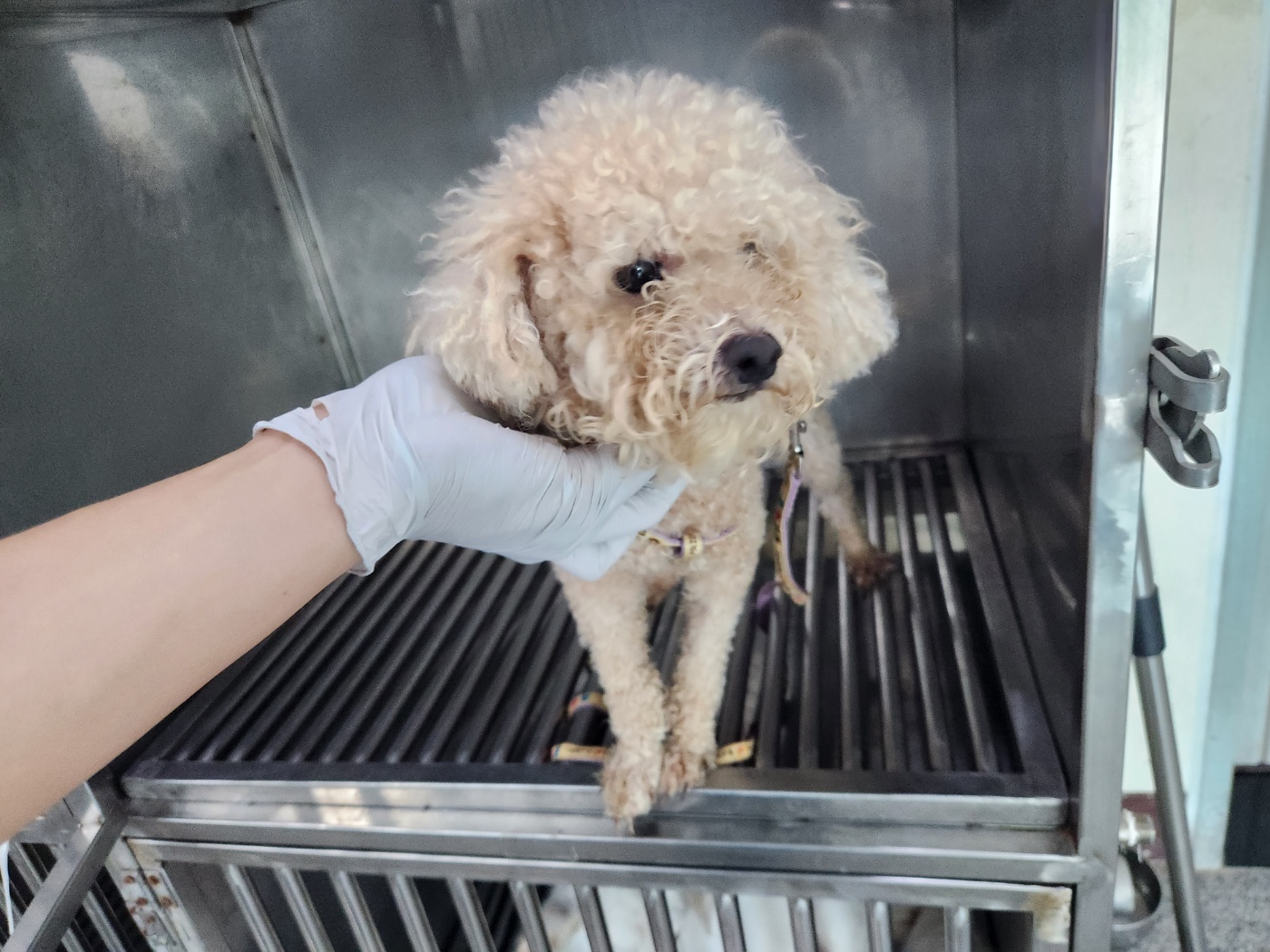 광주 동물보호소_429363202300767