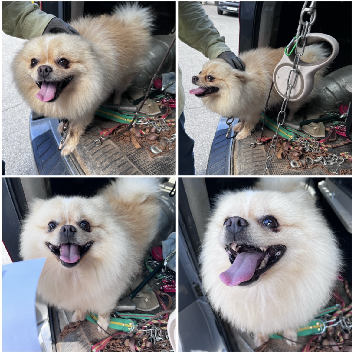 천안시유기동물보호소_444449202301816