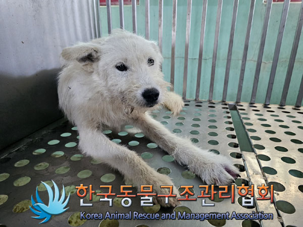 종료(안락사) 믹스…