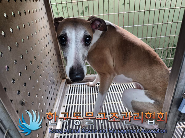 한국동물구조관리협회_441382202300542