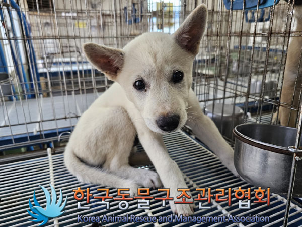 한국동물구조관리협회_411309202300330