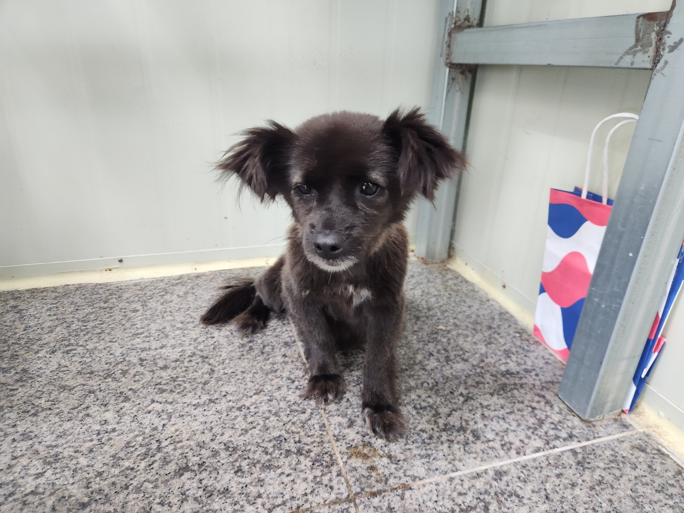 광주 동물보호소_429362202300706