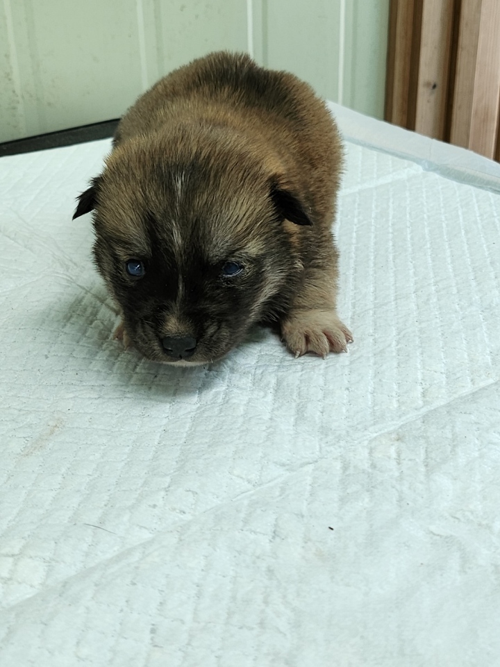 영주시 동물보호센터_447509202300184