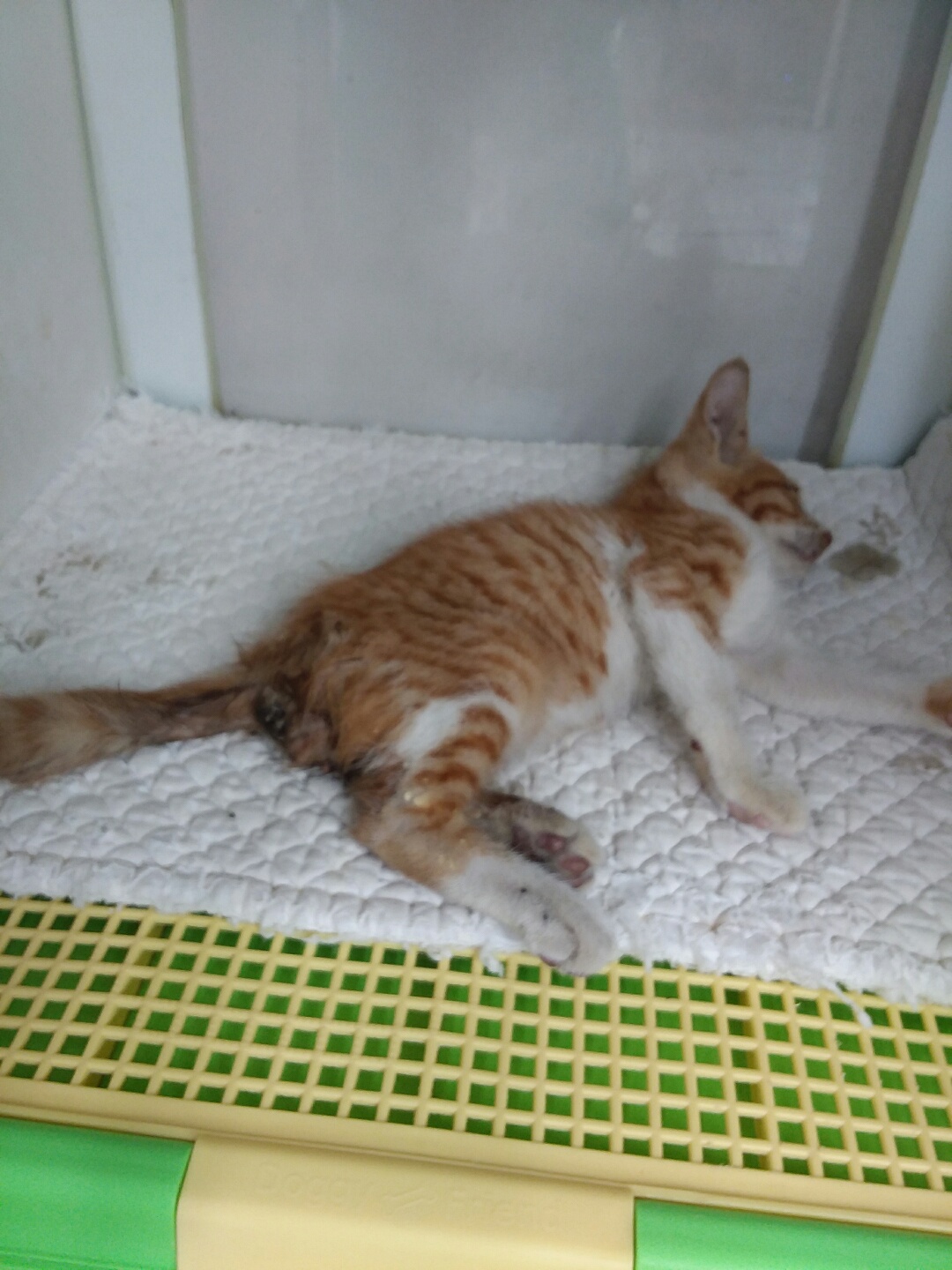 신공항동물병원_428349202300719