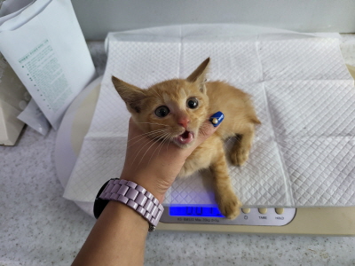 보호중 믹스묘의 가…