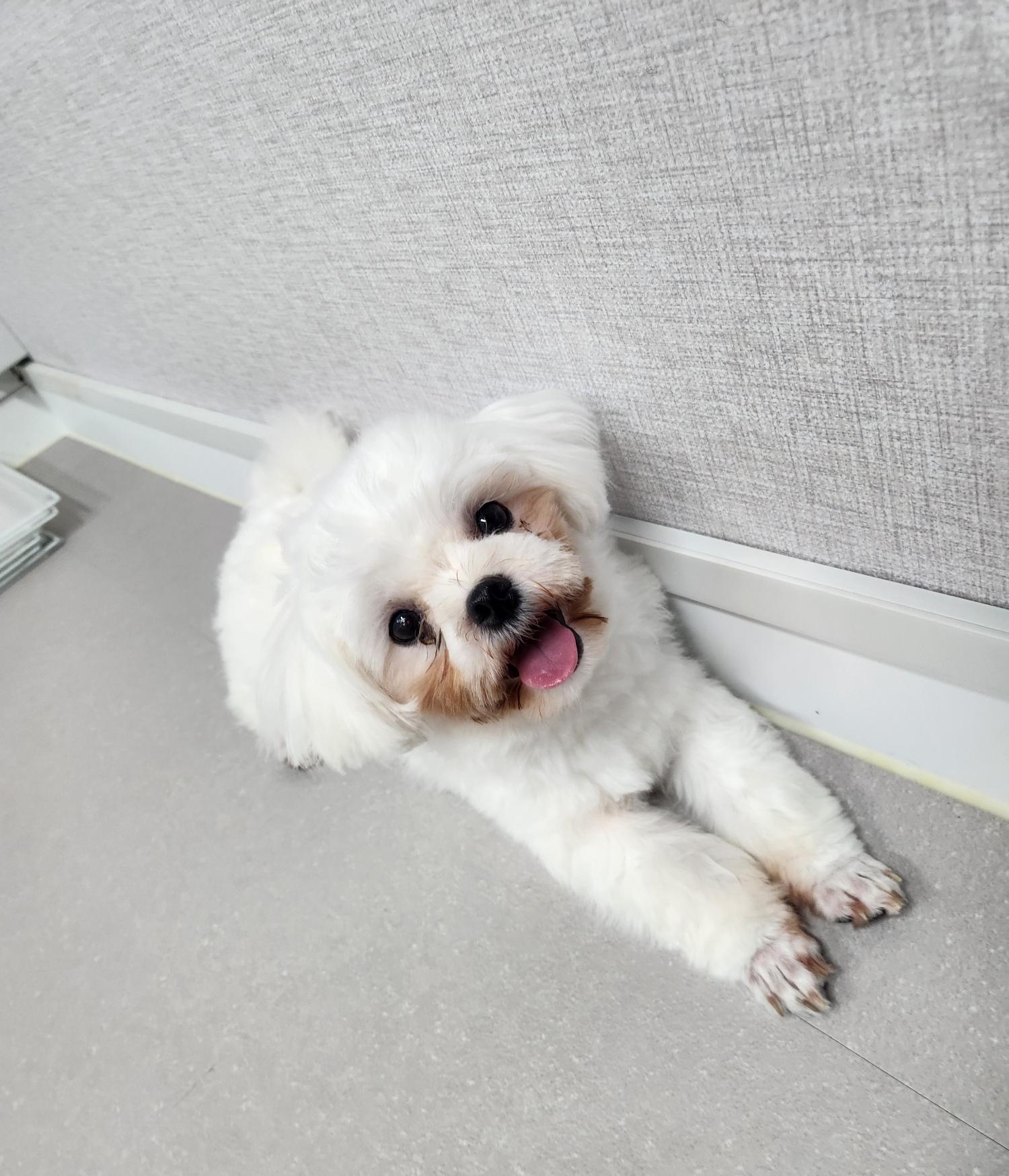 반려동물 입양센터_447508202300840