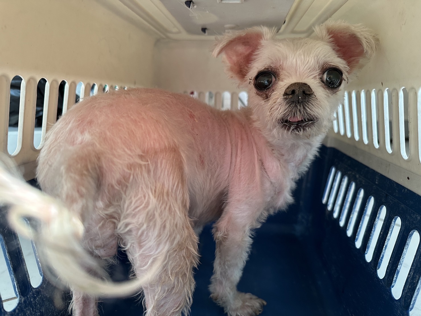 종료(반환) 말티즈…