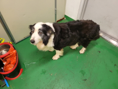 누리동물병원_426330202300356