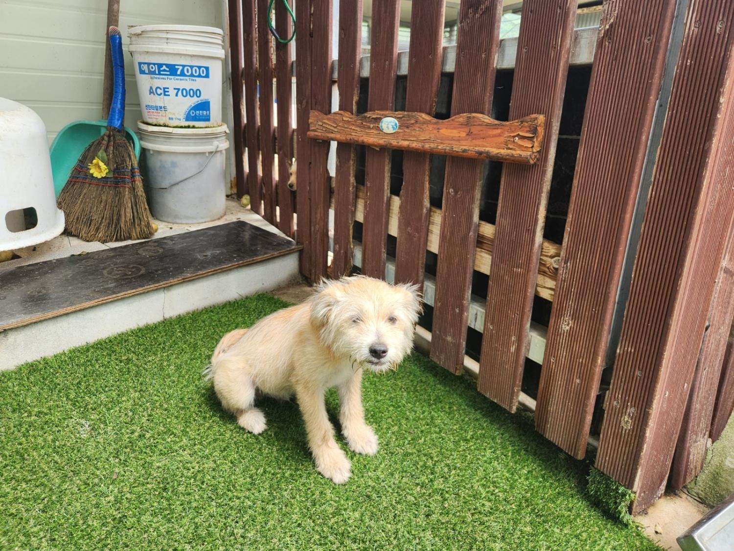 칠곡유기동물보호센터_447522202300182