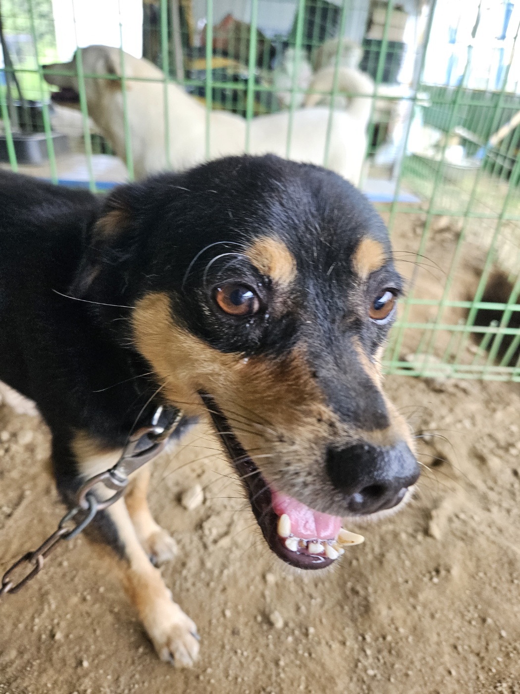 진안군유기동물보호소_445473202300480