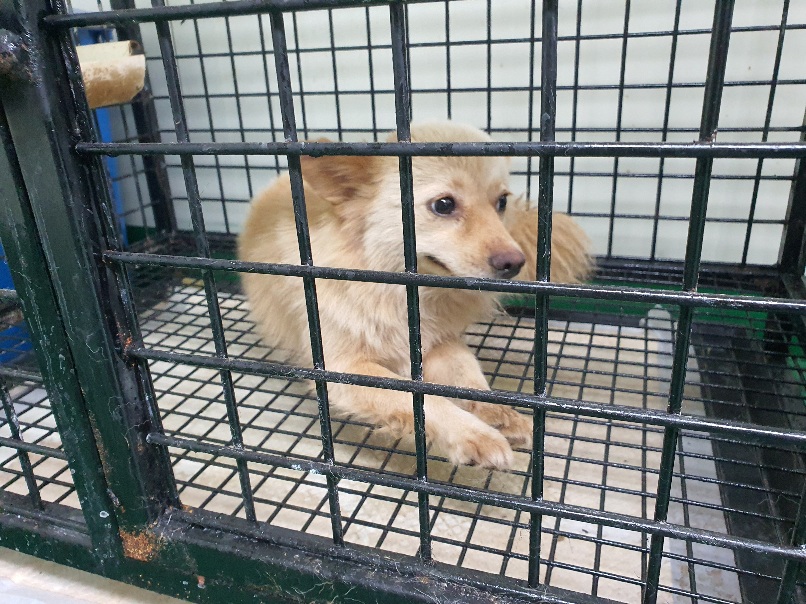 공주시 동물보호소_444450202300459