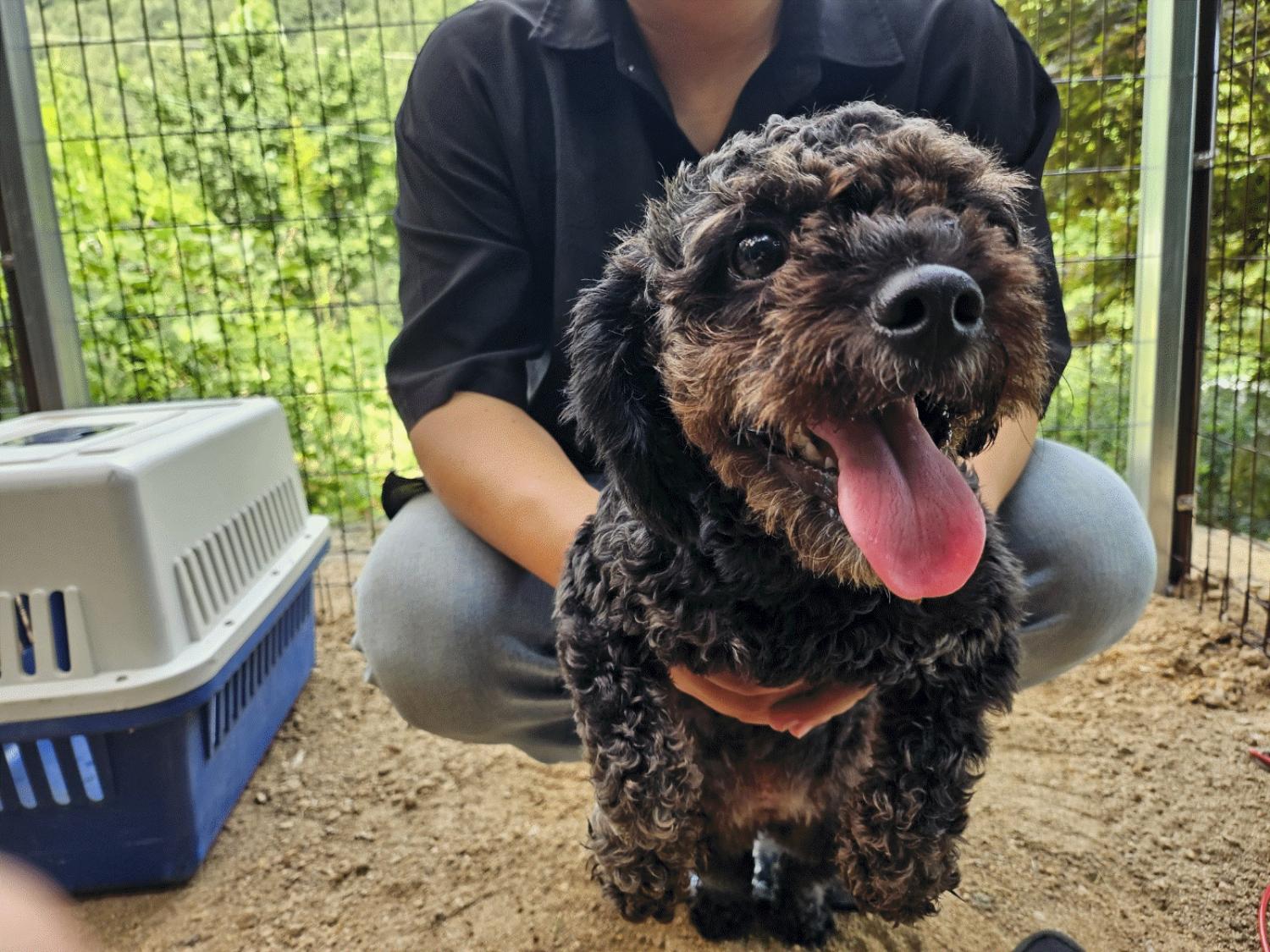 양구군유기동물보호소_442432202300128