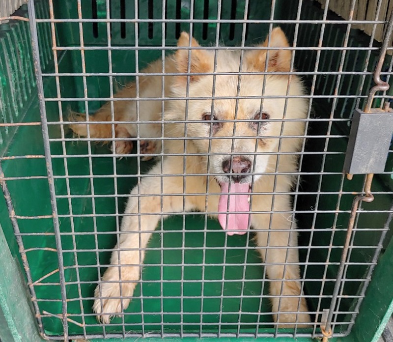 마산유기동물보호소_448528202300959
