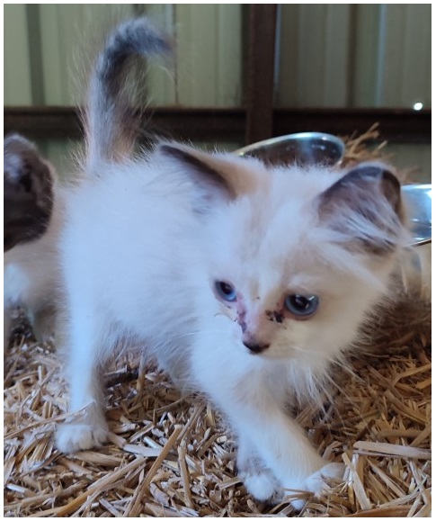 무안군유기동물보호소_446495202300233