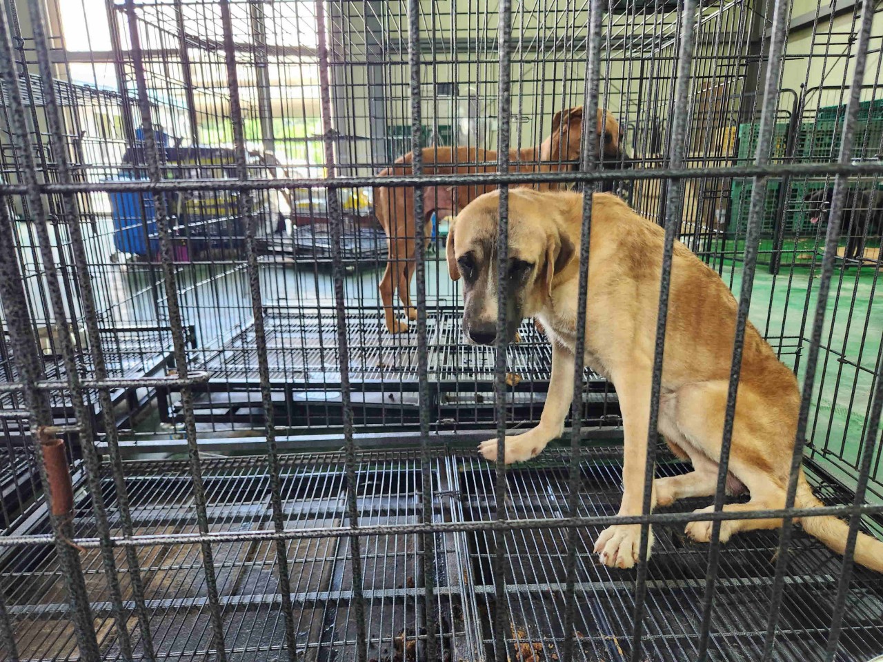 남양주시동물보호센터_441399202302060