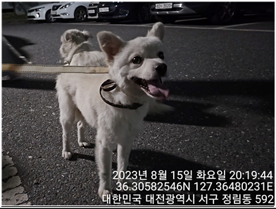 대전동물보호센터_430366202300493