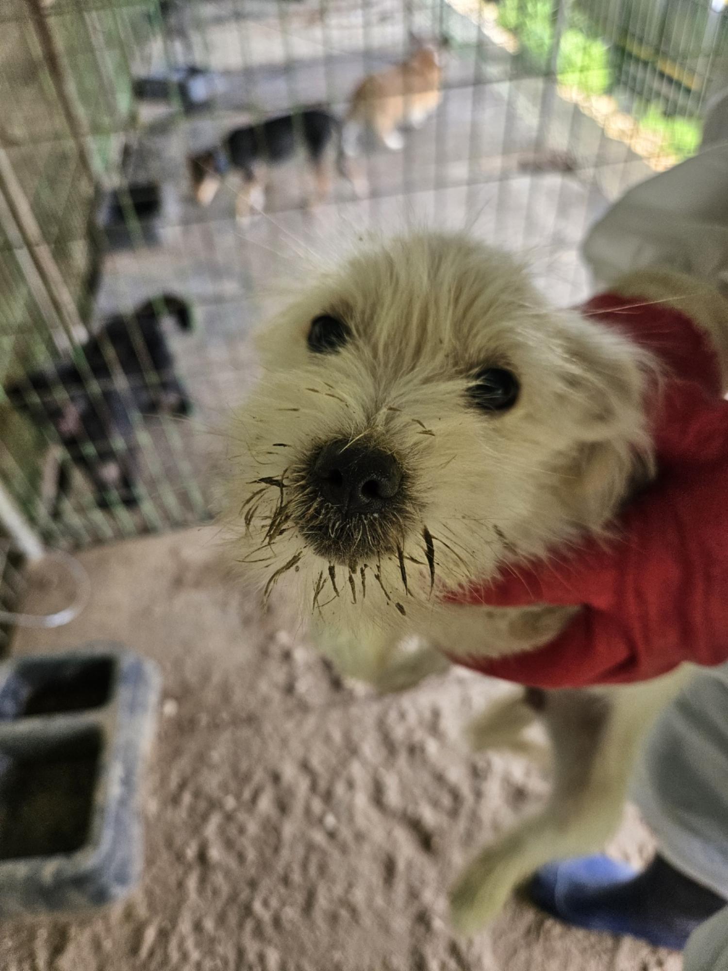 진안군유기동물보호소_445473202300485