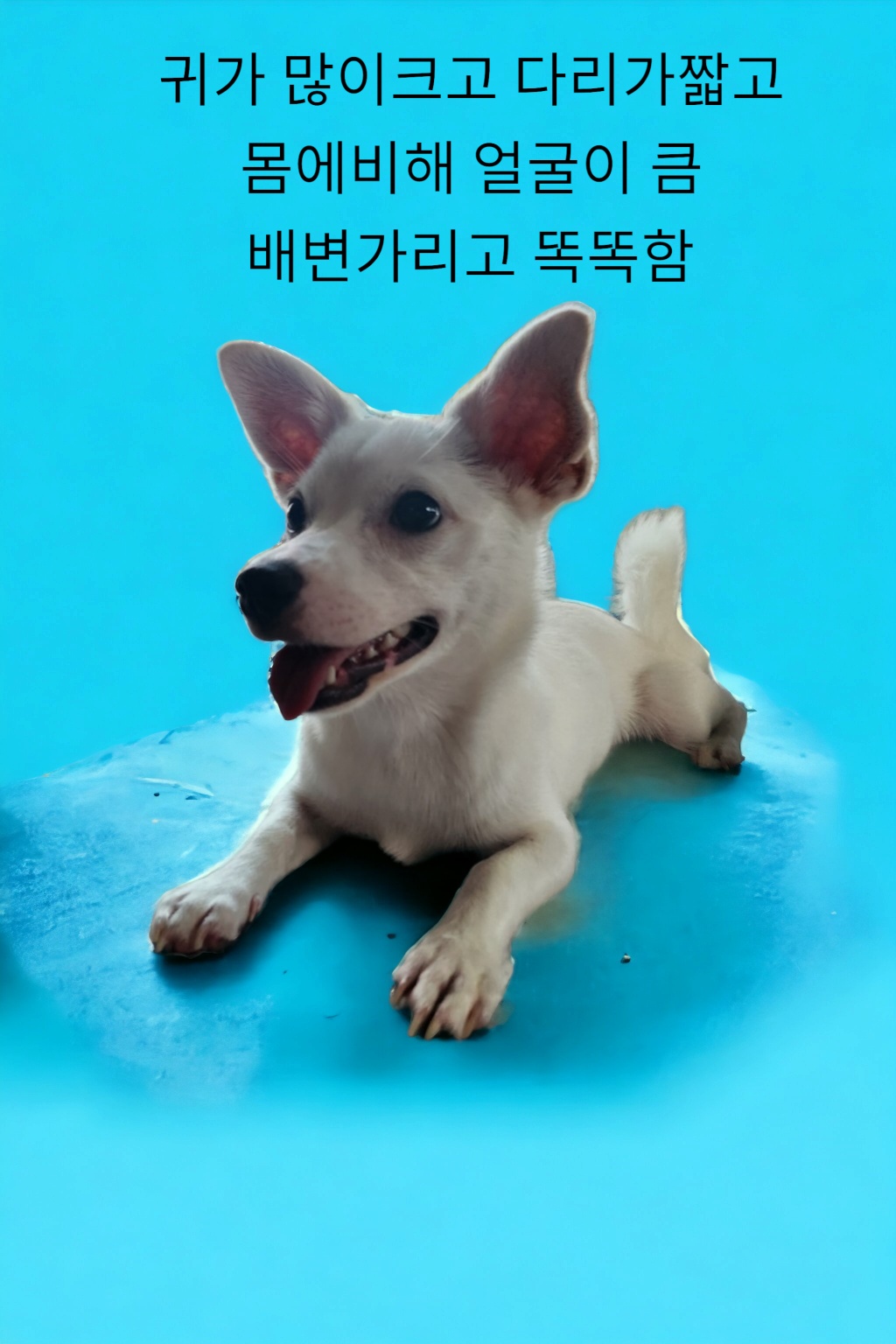 성주유기동물보호센터_447521202300297