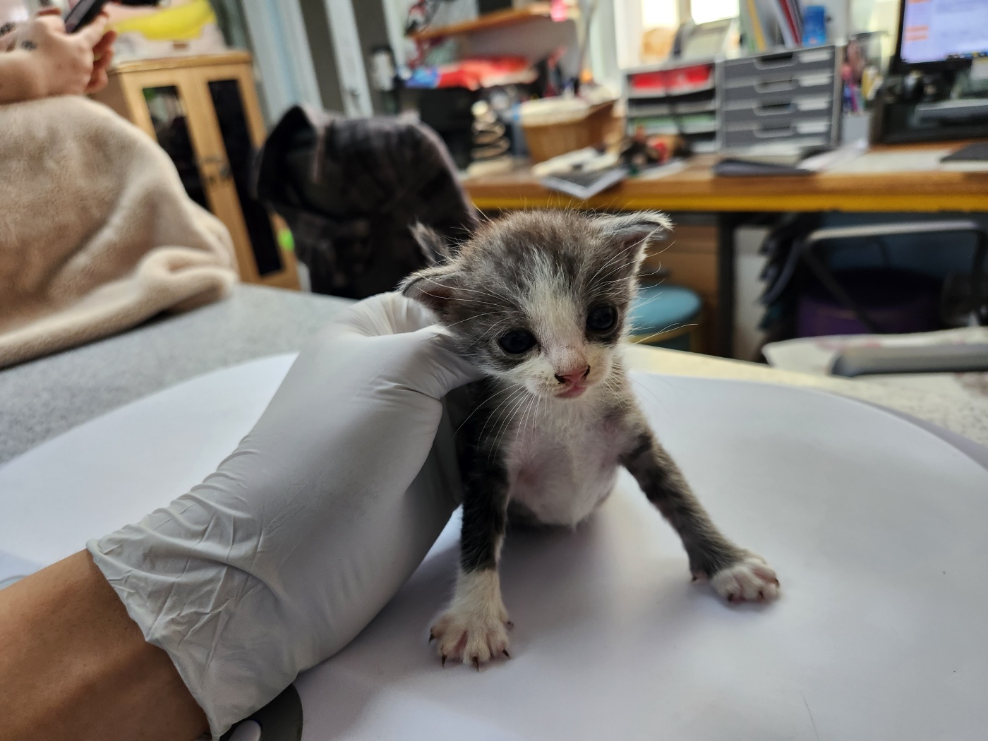 광주 동물보호소_429363202300772
