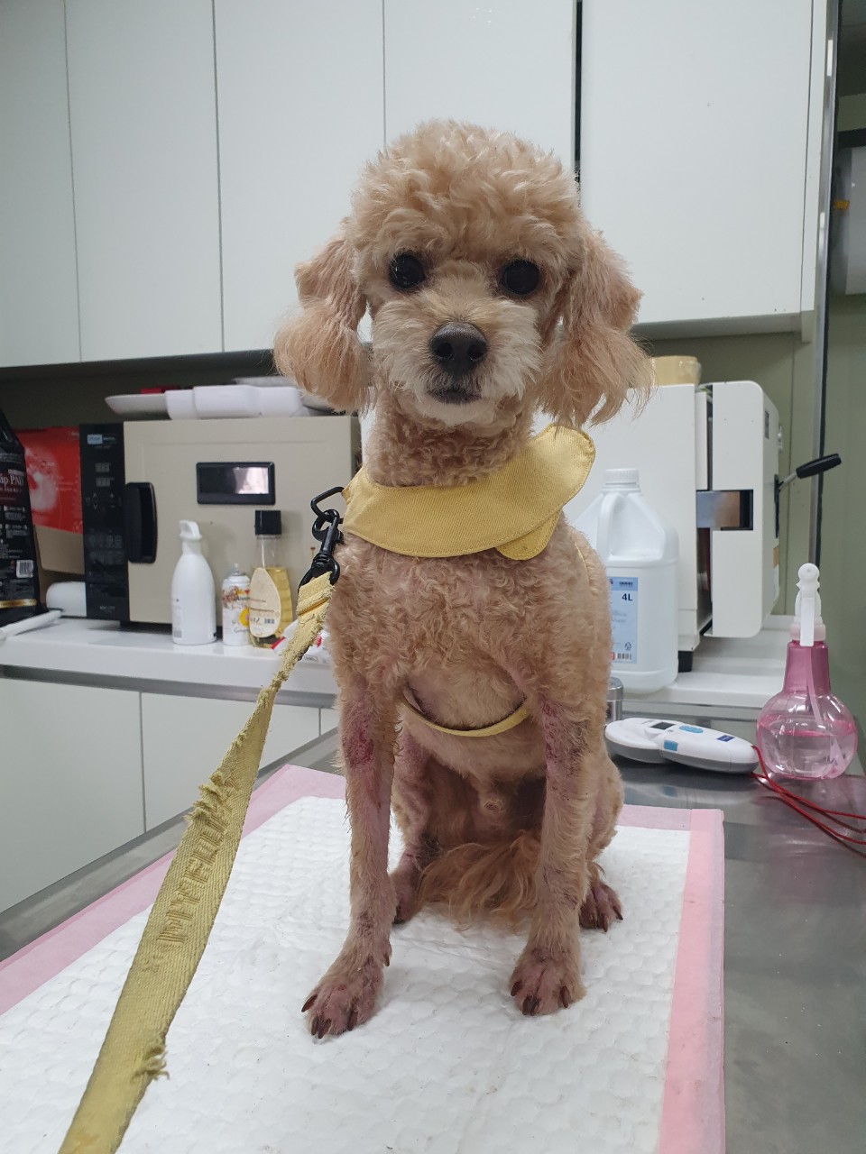 남양주시동물보호센터_441399202302067