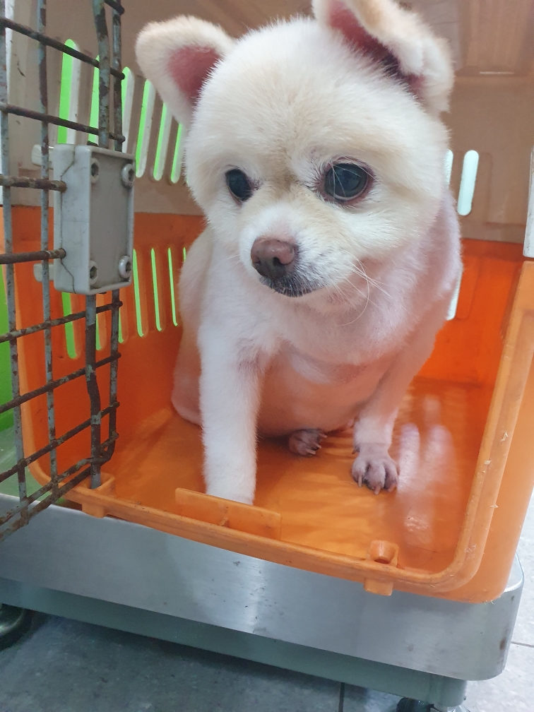 펫앤쉘터동물병원_441378202301419