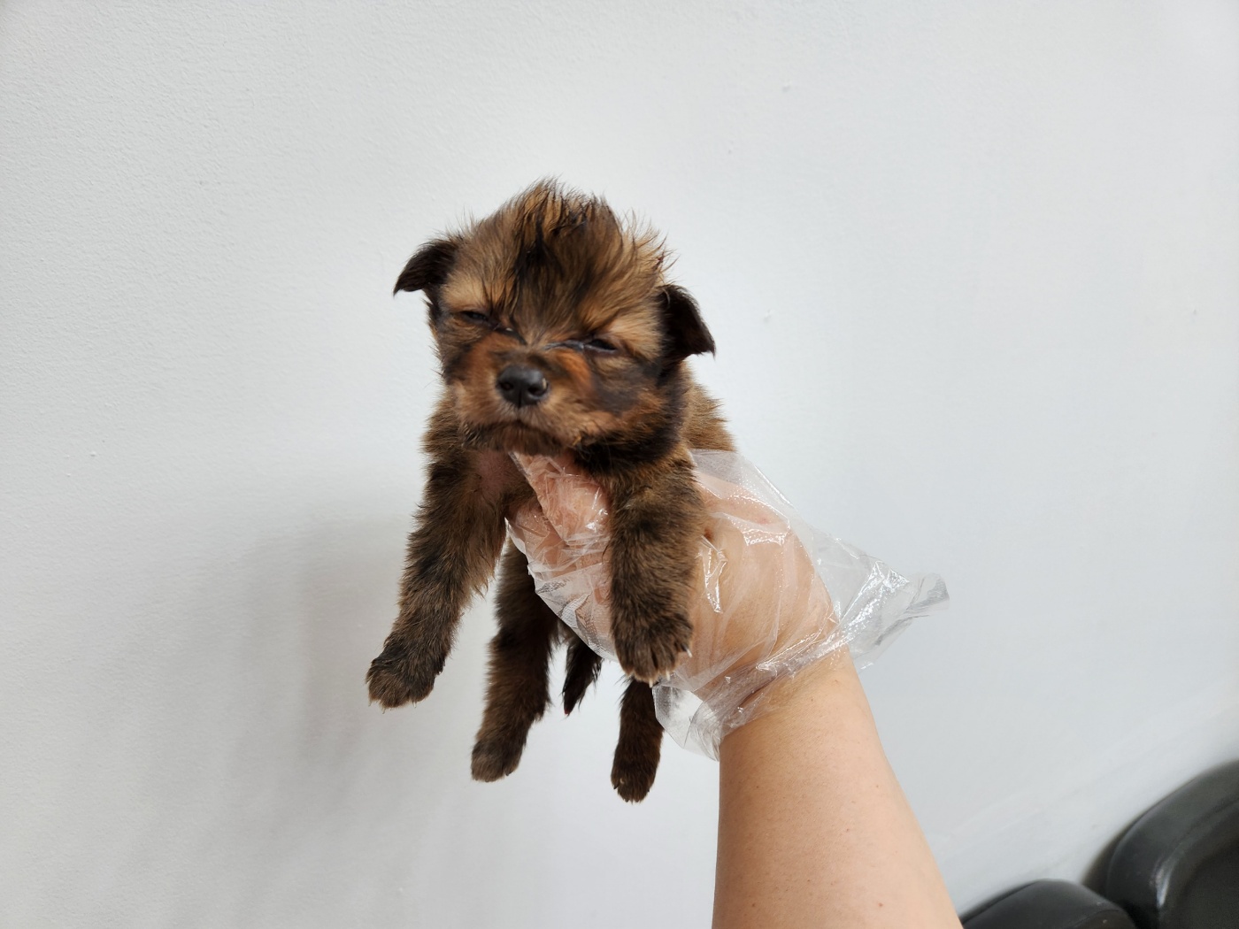 광주TNR동물병원송정_441554202301303