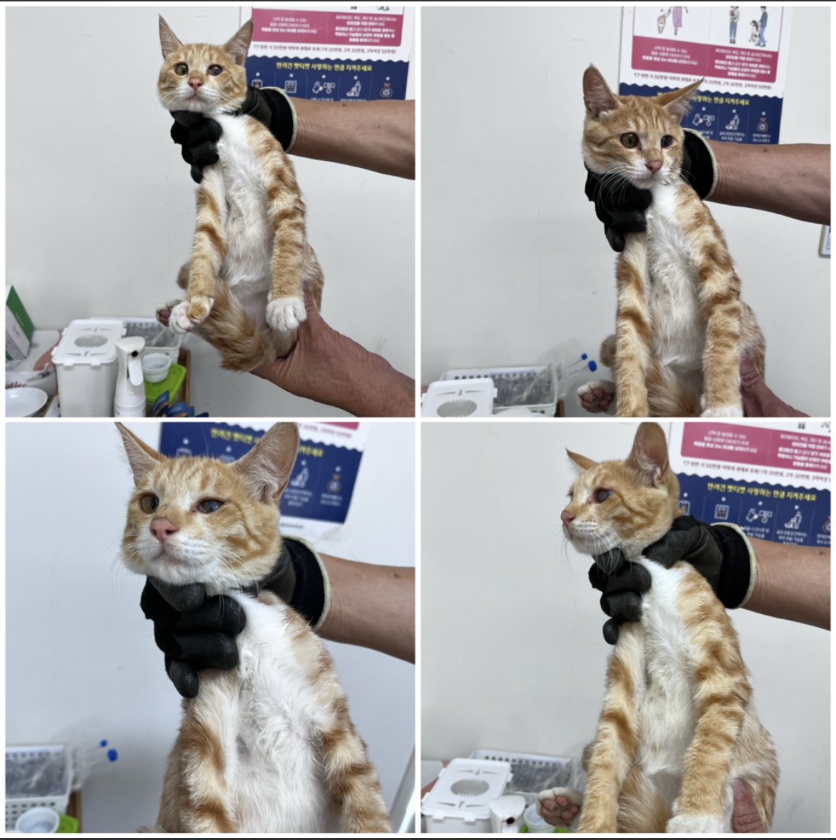 천안시유기동물보호소_444449202301820