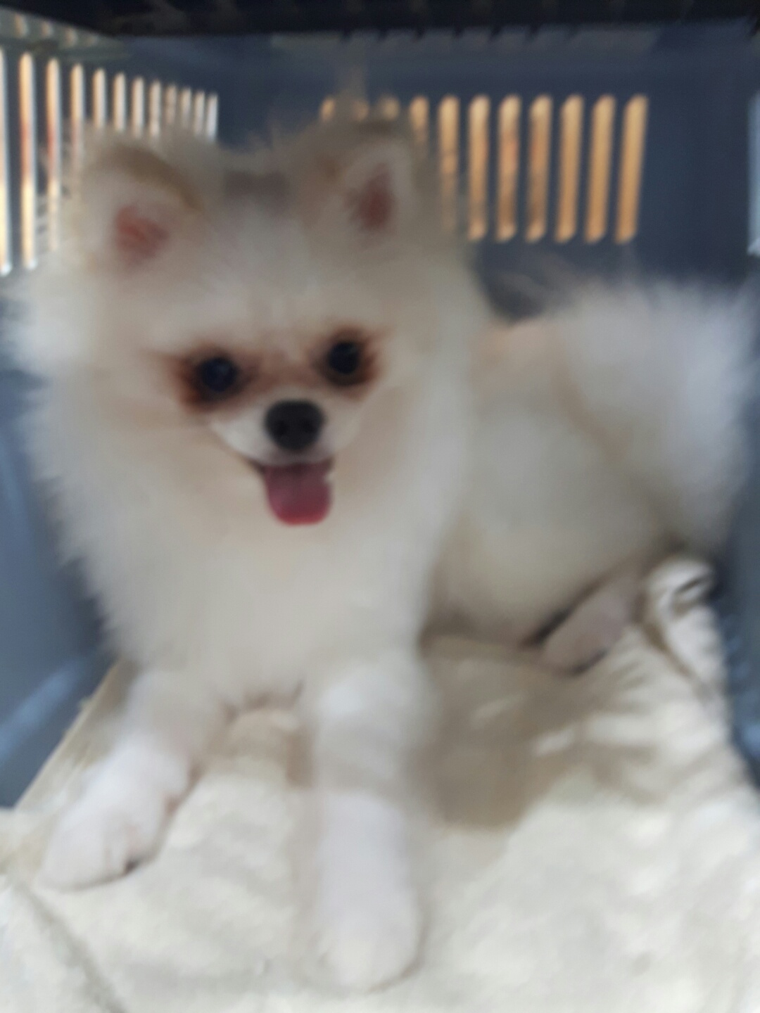 강남동물병원_431370202300768