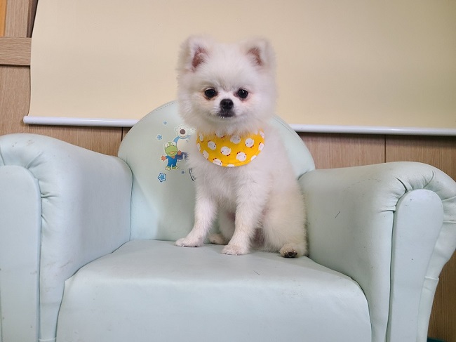 진해유기동물보호소_448532202300507