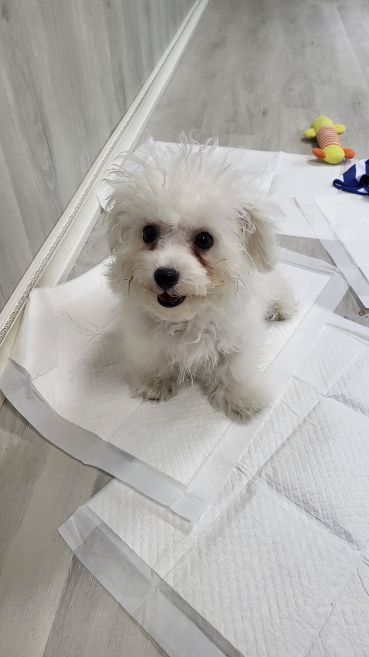 불갑동물임시보호소_446497202300297