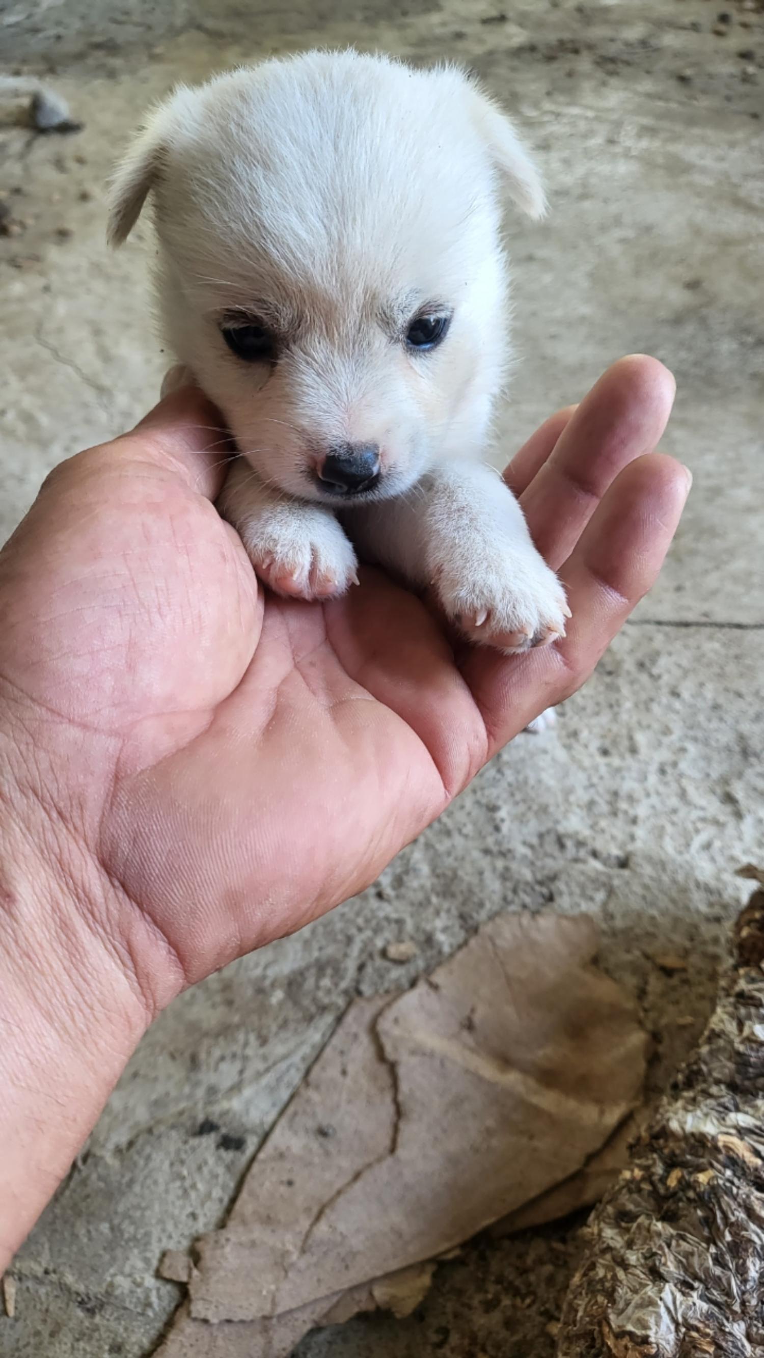 불갑동물임시보호소_446497202300302