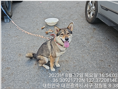 대전동물보호센터_430366202300497