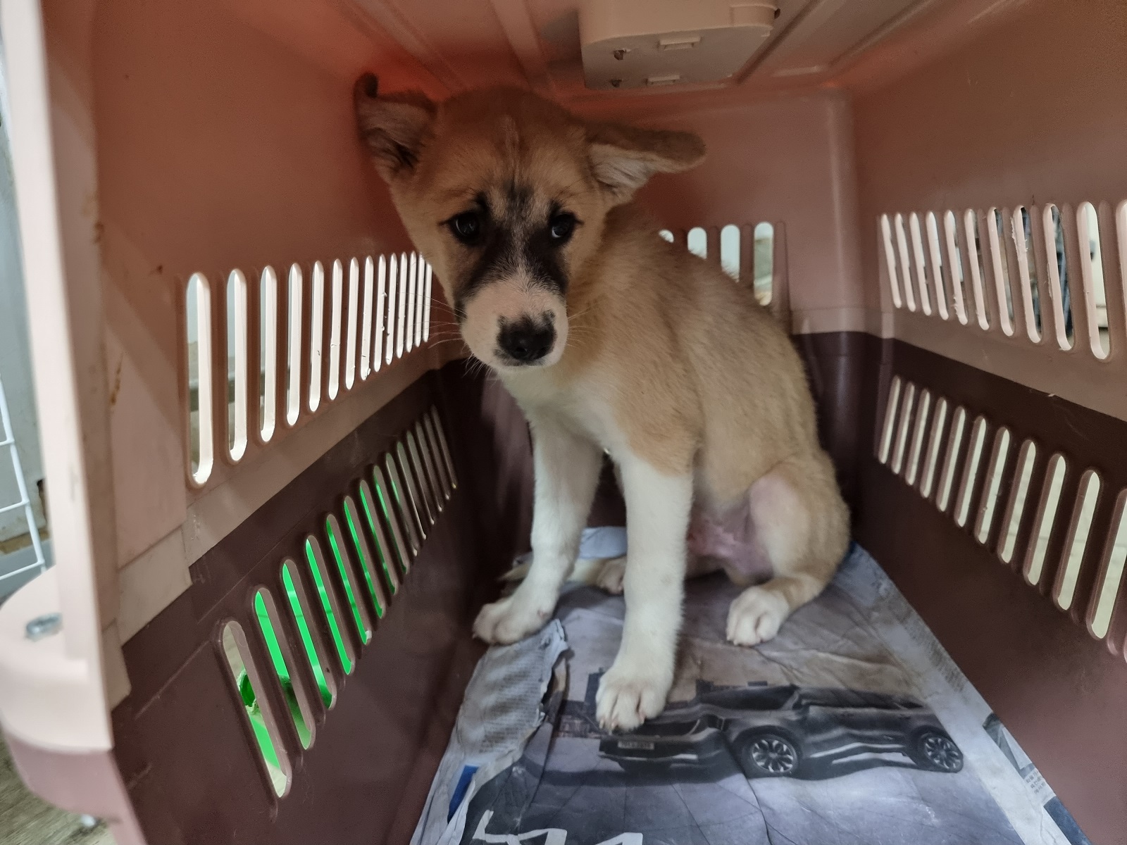 경동동물병원_428350202300119