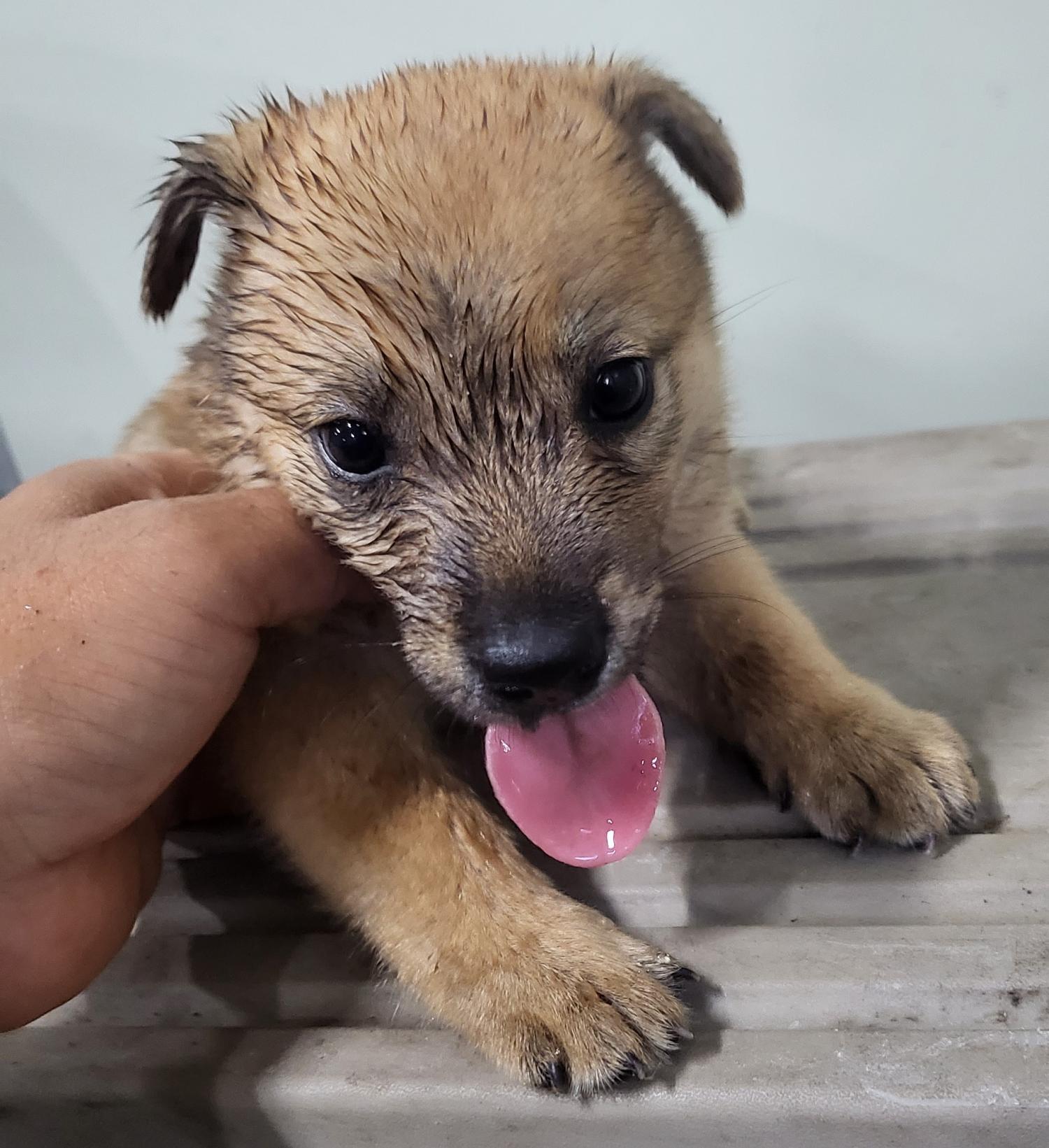 영덕유기동물보호센터_447518202300230
