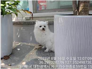 대전동물보호센터_430366202300495