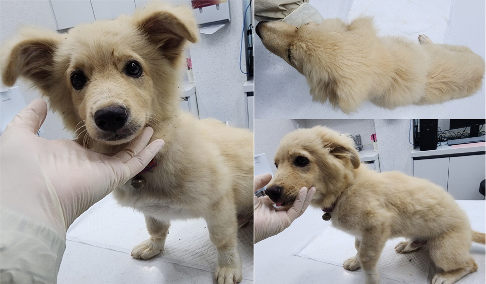 서산시 동물보호센터_444453202300692