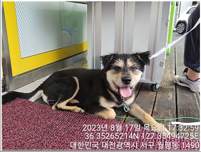 대전동물보호센터_430366202300498
