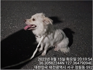 대전동물보호센터_430366202300494