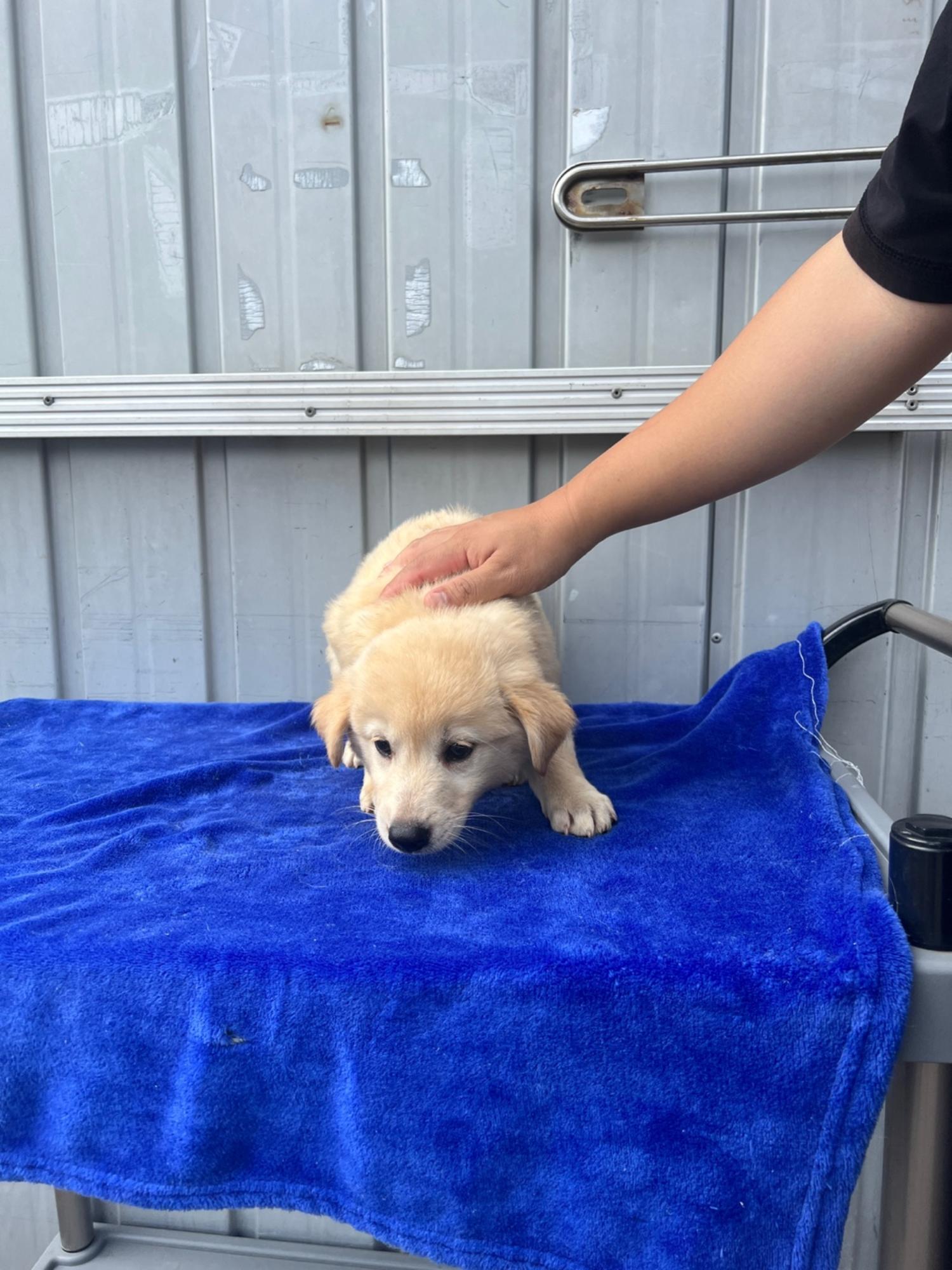 부산동물보호센터_426326202300518