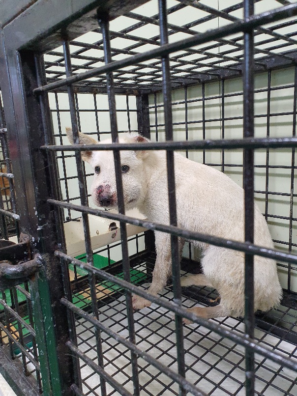 공주시 동물보호소_444450202300463